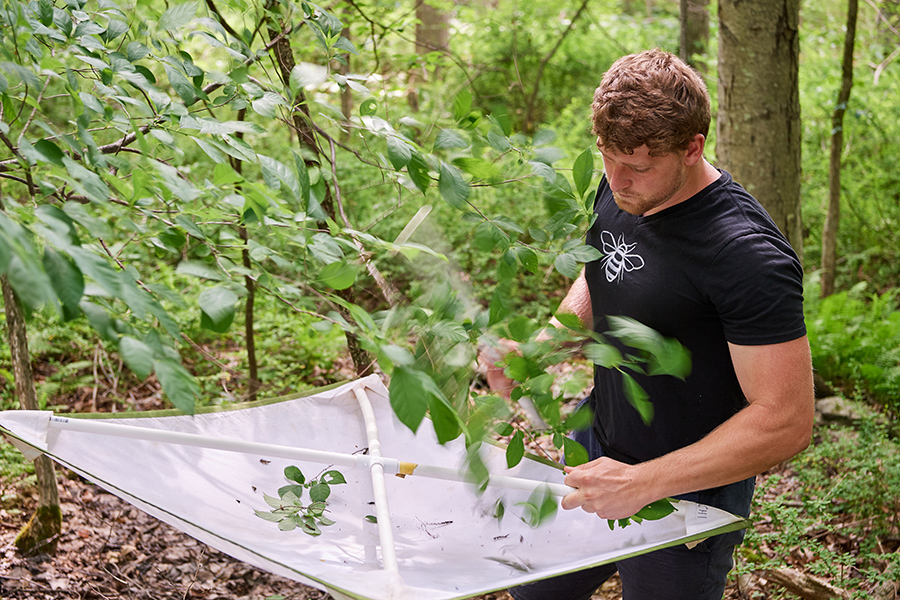 Christian Connors '20 (CLAS) collects caterpillars in the woods. 